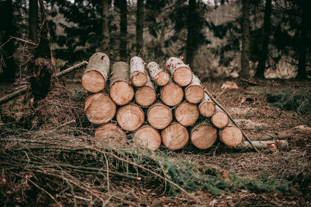 Picture of stacked logs in a forest