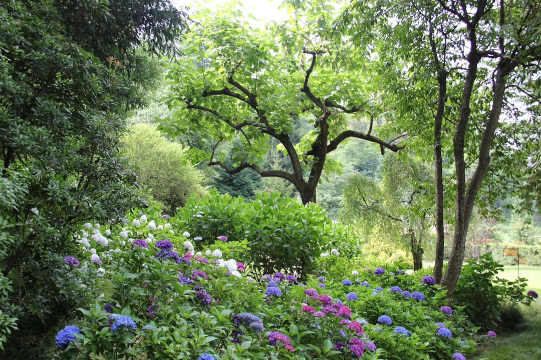 Picture of a lush hillside under trees