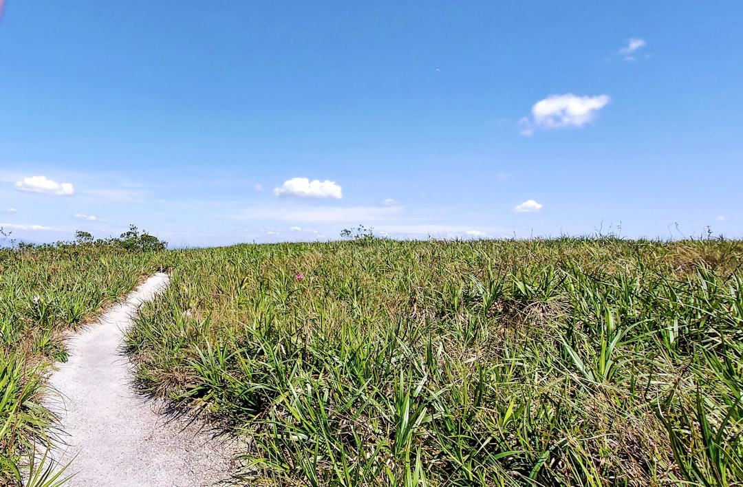 Picture of a field with a path leading through it